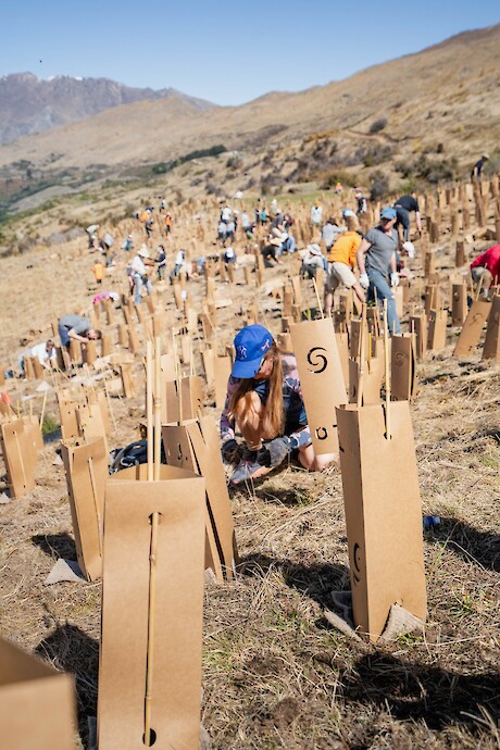 Coronet Peak Revegetation project. Photo supplied by Trees That Count