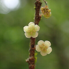 Flowers, Faulkner Bush Scenic Reserve Nelson.<br>Photographer: Marley Ford, Date taken: 11/01/2023, Licence: <a target='_blank' href='https://creativecommons.org/licenses/by/4.0'>CC BY</a>. <a class='member-message' href='/nzpcn/why-join-nzpcn/' target='_blank'>Members can view a larger version of this image.</a>