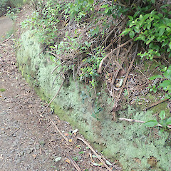 On track bank, Arch Hill.<br>Photographer: Marley Ford, Date taken: 14/09/2021, Licence: <a target='_blank' href='https://creativecommons.org/licenses/by/4.0'>CC BY</a>. <a class='member-message' href='/nzpcn/why-join-nzpcn/' target='_blank'>Members can view a larger version of this image.</a>
