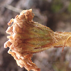 Photographer: Jane Gosden, Date taken: 27/01/2023, Licence: <a target='_blank' href='https://creativecommons.org/licenses/by-nc/4.0'>CC BY-NC</a>. <a class='member-message' href='/nzpcn/why-join-nzpcn/' target='_blank'>Members can view a larger version of this image.</a>