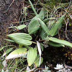 Photographer: Jane Gosden, Date taken: 27/01/2023, Licence: <a target='_blank' href='https://creativecommons.org/licenses/by-nc/4.0'>CC BY-NC</a>. <a class='member-message' href='/nzpcn/why-join-nzpcn/' target='_blank'>Members can view a larger version of this image.</a>