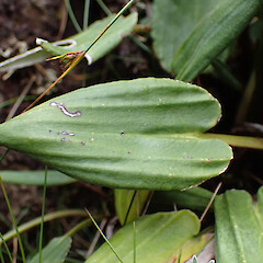 Photographer: Jane Gosden, Date taken: 27/01/2023, Licence: <a target='_blank' href='https://creativecommons.org/licenses/by-nc/4.0'>CC BY-NC</a>. <a class='member-message' href='/nzpcn/why-join-nzpcn/' target='_blank'>Members can view a larger version of this image.</a>