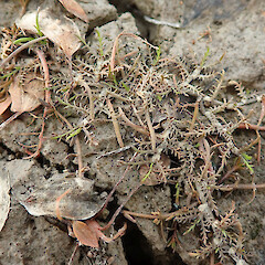 Photographer: Melissa Hutchison, Date taken: 29/03/2023, Licence: <a target='_blank' href='https://creativecommons.org/licenses/by-nc/4.0'>CC BY-NC</a>.