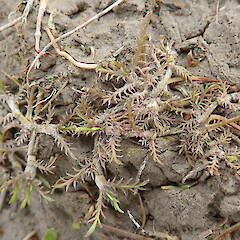 Photographer: Melissa Hutchison, Date taken: 29/03/2023, Licence: <a target='_blank' href='https://creativecommons.org/licenses/by-nc/4.0'>CC BY-NC</a>.