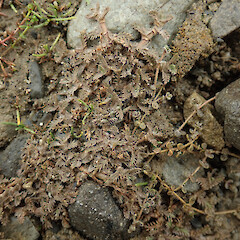 Photographer: Melissa Hutchison, Date taken: 21/02/2020, Licence: <a target='_blank' href='https://creativecommons.org/licenses/by-nc/4.0'>CC BY-NC</a>.