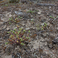 Locally common in dryland herbfield patches amongst kanuka treeland, Queenstown Otago.<br>Photographer: John Barkla, Date taken: 07/12/2020, Licence: <a target='_blank' href='https://creativecommons.org/licenses/by/4.0'>CC BY</a>. <a class='member-message' href='/nzpcn/why-join-nzpcn/' target='_blank'>Members can view a larger version of this image.</a>