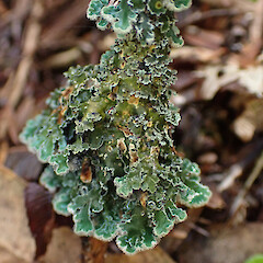 Leioderma duplicatum