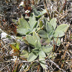 In alpine herbfield, St Bathans Otago.<br>Photographer: John Barkla, Date taken: 10/02/2006, Licence: <a target='_blank' href='https://creativecommons.org/licenses/by/4.0'>CC BY</a>. <a class='member-message' href='/nzpcn/why-join-nzpcn/' target='_blank'>Members can view a larger version of this image.</a>
