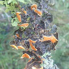 Corticolous lichen in open swamp forest, Dean Southland.<br>Photographer: Marley Ford, Date taken: 27/05/2022, Licence: <a target='_blank' href='https://creativecommons.org/licenses/by/4.0'>CC BY</a>. <a class='member-message' href='/nzpcn/why-join-nzpcn/' target='_blank'>Members can view a larger version of this image.</a>