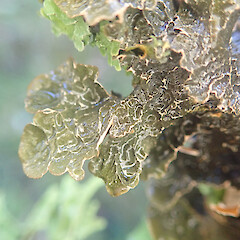 Corticolous lichen in open swamp forest, Dean Southland.<br>Photographer: Marley Ford, Date taken: 27/05/2022, Licence: <a target='_blank' href='https://creativecommons.org/licenses/by/4.0'>CC BY</a>. <a class='member-message' href='/nzpcn/why-join-nzpcn/' target='_blank'>Members can view a larger version of this image.</a>