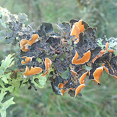 Nephroma cellulosum var. cellulosum