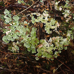 Occasional under open manuka canopy in heathy soil, Stewart Island.<br>Photographer: Marley Ford, Date taken: 03/03/2023, Licence: <a target='_blank' href='https://creativecommons.org/licenses/by/4.0'>CC BY</a>. <a class='member-message' href='/nzpcn/why-join-nzpcn/' target='_blank'>Members can view a larger version of this image.</a>