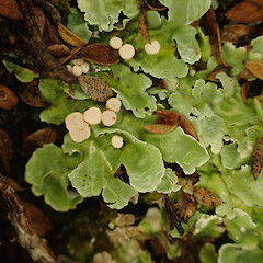Occasional under open manuka canopy in heathy soil, Stewart Island.<br>Photographer: Marley Ford, Date taken: 03/03/2023, Licence: <a target='_blank' href='https://creativecommons.org/licenses/by/4.0'>CC BY</a>. <a class='member-message' href='/nzpcn/why-join-nzpcn/' target='_blank'>Members can view a larger version of this image.</a>