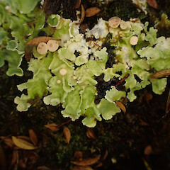 Occasional under open manuka canopy in heathy soil, Stewart Island.<br>Photographer: Marley Ford, Date taken: 03/03/2023, Licence: <a target='_blank' href='https://creativecommons.org/licenses/by/4.0'>CC BY</a>. <a class='member-message' href='/nzpcn/why-join-nzpcn/' target='_blank'>Members can view a larger version of this image.</a>
