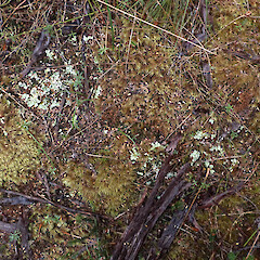 Occasional under open manuka canopy in heathy soil, Stewart Island.<br>Photographer: Marley Ford, Date taken: 03/03/2023, Licence: <a target='_blank' href='https://creativecommons.org/licenses/by/4.0'>CC BY</a>. <a class='member-message' href='/nzpcn/why-join-nzpcn/' target='_blank'>Members can view a larger version of this image.</a>