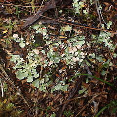 Occasional under open manuka canopy in heathy soil, Stewart Island.<br>Photographer: Marley Ford, Date taken: 03/03/2023, Licence: <a target='_blank' href='https://creativecommons.org/licenses/by/4.0'>CC BY</a>. <a class='member-message' href='/nzpcn/why-join-nzpcn/' target='_blank'>Members can view a larger version of this image.</a>