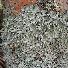 Parmotrema austrocetratum