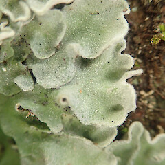 Saxicolous on basalt boulders in coastal forest, Maunganui Bluff Northland.<br>Photographer: Marley Ford, Date taken: 16/05/2022, Licence: <a target='_blank' href='https://creativecommons.org/licenses/by/4.0'>CC BY</a>. <a class='member-message' href='/nzpcn/why-join-nzpcn/' target='_blank'>Members can view a larger version of this image.</a>