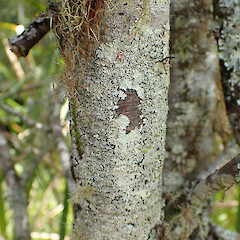 Corticolous on kahikatea on wetland edge with Parmotrema reticulatum, Lecanora, multiple Lepra species and Usnea rubicunda, Kumeū Auckland.<br>Photographer: Marley Ford, Date taken: 26/01/2023, Licence: <a target='_blank' href='https://creativecommons.org/licenses/by/4.0'>CC BY</a>. <a class='member-message' href='/nzpcn/why-join-nzpcn/' target='_blank'>Members can view a larger version of this image.</a>