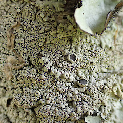Corticolous on kahikatea on wetland edge with Parmotrema reticulatum, Lecanora, multiple Lepra species and Usnea rubicunda, Kumeū Auckland.<br>Photographer: Marley Ford, Date taken: 26/01/2023, Licence: <a target='_blank' href='https://creativecommons.org/licenses/by/4.0'>CC BY</a>. <a class='member-message' href='/nzpcn/why-join-nzpcn/' target='_blank'>Members can view a larger version of this image.</a>