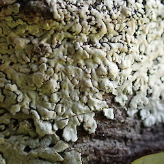 Corticolous on kahikatea on wetland edge with Parmotrema reticulatum, Lecanora, multiple Lepra species and Usnea rubicunda, Kumeū Auckland.<br>Photographer: Marley Ford, Date taken: 26/01/2023, Licence: <a target='_blank' href='https://creativecommons.org/licenses/by/4.0'>CC BY</a>. <a class='member-message' href='/nzpcn/why-join-nzpcn/' target='_blank'>Members can view a larger version of this image.</a>