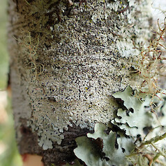 Corticolous on kahikatea on wetland edge with Parmotrema reticulatum, Lecanora, multiple Lepra species and Usnea rubicunda, Kumeū Auckland.<br>Photographer: Marley Ford, Date taken: 26/01/2023, Licence: <a target='_blank' href='https://creativecommons.org/licenses/by/4.0'>CC BY</a>. <a class='member-message' href='/nzpcn/why-join-nzpcn/' target='_blank'>Members can view a larger version of this image.</a>