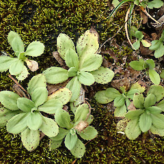 Photographer: Melissa Hutchison, Date taken: 13/04/2023, Licence: <a target='_blank' href='https://creativecommons.org/licenses/by-nc/4.0'>CC BY-NC</a>. <a class='member-message' href='/nzpcn/why-join-nzpcn/' target='_blank'>Members can view a larger version of this image.</a>