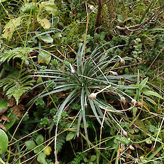 Mt Taranaki.<br>Photographer: Melissa Hutchison, Date taken: 13/04/2023, Licence: <a target='_blank' href='https://creativecommons.org/licenses/by-nc/4.0'>CC BY-NC</a>. <a class='member-message' href='/nzpcn/why-join-nzpcn/' target='_blank'>Members can view a larger version of this image.</a>