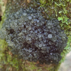 Photographer: Melissa Hutchison, Date taken: 06/04/2021, Licence: <a target='_blank' href='https://creativecommons.org/licenses/by-nc/4.0'>CC BY-NC</a>. <a class='member-message' href='/nzpcn/why-join-nzpcn/' target='_blank'>Members can view a larger version of this image.</a>
