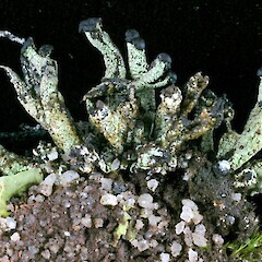 Pycnothelia caliginosa