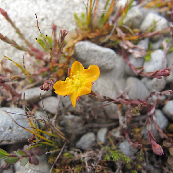 Hypericum rubicundulum