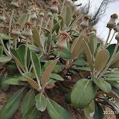 Pachystegia hesperia
