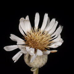 Photographer: Peter B. Heenan, Date taken: 21/12/2020, Licence: <a target='_blank' href='https://creativecommons.org/licenses/by-nc/4.0'>CC BY-NC</a>.