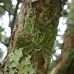 Epiphyte on Feijoa sellowiana, Pēria Northland.<br>Photographer: Marley Ford, Date taken: 20/04/2023, Licence: <a target='_blank' href='https://creativecommons.org/licenses/by/4.0'>CC BY</a>. <a class='member-message' href='/nzpcn/why-join-nzpcn/' target='_blank'>Members can view a larger version of this image.</a>