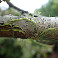 Epiphyte on Malus domestica branches. Pēria Northland.<br>Photographer: Marley Ford, Date taken: 20/04/2023, Licence: <a target='_blank' href='https://creativecommons.org/licenses/by/4.0'>CC BY</a>. <a class='member-message' href='/nzpcn/why-join-nzpcn/' target='_blank'>Members can view a larger version of this image.</a>