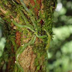 Epiphyte on Feijoa sellowiana, Pēria Northland.<br>Photographer: Marley Ford, Date taken: 20/04/2023, Licence: <a target='_blank' href='https://creativecommons.org/licenses/by/4.0'>CC BY</a>. <a class='member-message' href='/nzpcn/why-join-nzpcn/' target='_blank'>Members can view a larger version of this image.</a>