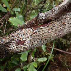 Corticolous in cloud forest, Great Barrier Island.<br>Photographer: Marley Ford, Date taken: 10/04/2023, Licence: <a target='_blank' href='https://creativecommons.org/licenses/by/4.0'>CC BY</a>. <a class='member-message' href='/nzpcn/why-join-nzpcn/' target='_blank'>Members can view a larger version of this image.</a>