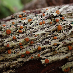 Corticolous in cloud forest, Great Barrier Island.<br>Photographer: Marley Ford, Date taken: 10/04/2023, Licence: <a target='_blank' href='https://creativecommons.org/licenses/by/4.0'>CC BY</a>. <a class='member-message' href='/nzpcn/why-join-nzpcn/' target='_blank'>Members can view a larger version of this image.</a>