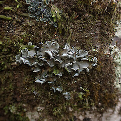 Corticolous, Great Barrier Island.<br>Photographer: Marley Ford, Date taken: 12/04/2023, Licence: <a target='_blank' href='https://creativecommons.org/licenses/by/4.0'>CC BY</a>. <a class='member-message' href='/nzpcn/why-join-nzpcn/' target='_blank'>Members can view a larger version of this image.</a>