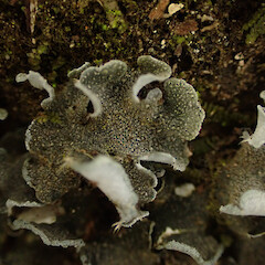 Corticolous, Great Barrier Island.<br>Photographer: Marley Ford, Date taken: 12/04/2023, Licence: <a target='_blank' href='https://creativecommons.org/licenses/by/4.0'>CC BY</a>. <a class='member-message' href='/nzpcn/why-join-nzpcn/' target='_blank'>Members can view a larger version of this image.</a>