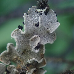 Erioderma sorediatum