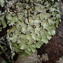 Corticolous, Great Barrier Island.<br>Photographer: Marley Ford, Date taken: 11/04/2023, Licence: <a target='_blank' href='https://creativecommons.org/licenses/by/4.0'>CC BY</a>. <a class='member-message' href='/nzpcn/why-join-nzpcn/' target='_blank'>Members can view a larger version of this image.</a>