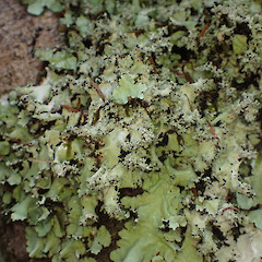 Corticolous, Great Barrier Island.<br>Photographer: Marley Ford, Date taken: 11/04/2023, Licence: <a target='_blank' href='https://creativecommons.org/licenses/by/4.0'>CC BY</a>. <a class='member-message' href='/nzpcn/why-join-nzpcn/' target='_blank'>Members can view a larger version of this image.</a>