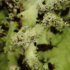 Corticolous, Great Barrier Island.<br>Photographer: Marley Ford, Date taken: 11/04/2023, Licence: <a target='_blank' href='https://creativecommons.org/licenses/by/4.0'>CC BY</a>. <a class='member-message' href='/nzpcn/why-join-nzpcn/' target='_blank'>Members can view a larger version of this image.</a>