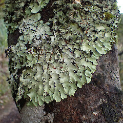 Corticolous, Great Barrier Island.<br>Photographer: Marley Ford, Date taken: 11/04/2023, Licence: <a target='_blank' href='https://creativecommons.org/licenses/by/4.0'>CC BY</a>. <a class='member-message' href='/nzpcn/why-join-nzpcn/' target='_blank'>Members can view a larger version of this image.</a>