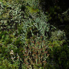 Terricolous on cut trackside bank, Great Barrier Island.<br>Photographer: Marley Ford, Date taken: 12/04/2023, Licence: <a target='_blank' href='https://creativecommons.org/licenses/by/4.0'>CC BY</a>. <a class='member-message' href='/nzpcn/why-join-nzpcn/' target='_blank'>Members can view a larger version of this image.</a>