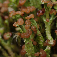 Terricolous on cut trackside bank, Great Barrier Island.<br>Photographer: Marley Ford, Date taken: 12/04/2023, Licence: <a target='_blank' href='https://creativecommons.org/licenses/by/4.0'>CC BY</a>. <a class='member-message' href='/nzpcn/why-join-nzpcn/' target='_blank'>Members can view a larger version of this image.</a>