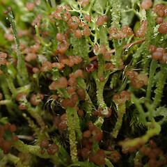Terricolous on cut trackside bank, Great Barrier Island.<br>Photographer: Marley Ford, Date taken: 12/04/2023, Licence: <a target='_blank' href='https://creativecommons.org/licenses/by/4.0'>CC BY</a>. <a class='member-message' href='/nzpcn/why-join-nzpcn/' target='_blank'>Members can view a larger version of this image.</a>