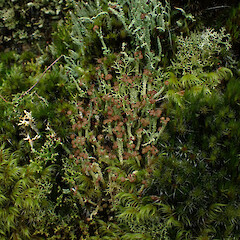 Cladonia glebosa