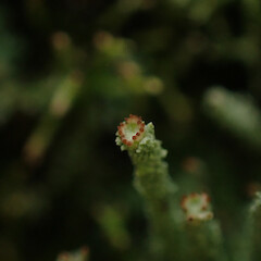 Terricolous on cut trackside bank, Great Barrier Island.<br>Photographer: Marley Ford, Date taken: 12/04/2023, Licence: <a target='_blank' href='https://creativecommons.org/licenses/by/4.0'>CC BY</a>. <a class='member-message' href='/nzpcn/why-join-nzpcn/' target='_blank'>Members can view a larger version of this image.</a>